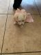 Chihuahua Puppies for sale in El Monte, CA, USA. price: NA