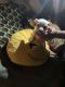 Chihuahua Puppies for sale in Athol, MA, USA. price: $450