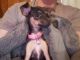 Chihuahua Puppies for sale in Hedgesville, WV, USA. price: $300
