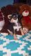 Chihuahua Puppies for sale in Winter Haven, FL, USA. price: NA