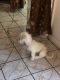 Chihuahua Puppies for sale in Inglewood, CA, USA. price: NA