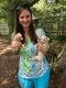 Chihuahua Puppies for sale in Indian Trail, NC, USA. price: NA