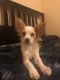 Chihuahua Puppies for sale in Jersey City, NJ, USA. price: NA