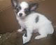 Chihuahua Puppies for sale in Burleson, TX, USA. price: NA