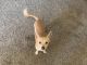 Chihuahua Puppies for sale in Anaheim, CA, USA. price: $200