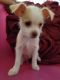 Chihuahua Puppies for sale in Moses Lake, WA 98837, USA. price: NA
