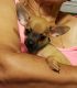 Chihuahua Puppies for sale in Selma, NC, USA. price: NA