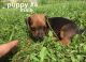 Chihuahua Puppies for sale in Delta, UT 84624, USA. price: NA