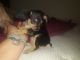 Chihuahua Puppies for sale in St. Louis, MO 63125, USA. price: $150