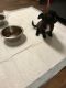 Chihuahua Puppies for sale in Jackson, MS, USA. price: $200