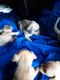 Chihuahua Puppies for sale in 2530 Sara Jane Pkwy, Grand Prairie, TX 75052, USA. price: NA