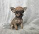 Chihuahua Puppies for sale in Ludowici, GA 31316, USA. price: $1,200