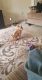 Chihuahua Puppies for sale in Fredericksburg, VA 22401, USA. price: $200