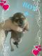 Chihuahua Puppies for sale in Weirton, WV 26062, USA. price: $400