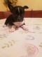 Chihuahua Puppies for sale in Carthage, TX 75633, USA. price: $400