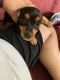 Chihuahua Puppies for sale in District Heights, MD 20747, USA. price: NA