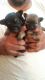 Chihuahua Puppies for sale in Cincinnati, OH, USA. price: $400