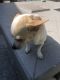 Chihuahua Puppies for sale in Carson, CA, USA. price: NA