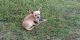 Chihuahua Puppies for sale in Corpus Christi, TX, USA. price: $300