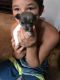 Chihuahua Puppies for sale in Lake Charles, LA, USA. price: NA