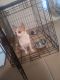 Chihuahua Puppies for sale in Lufkin, TX, USA. price: NA