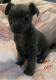 Chihuahua Puppies for sale in Larue, TX 75770, USA. price: $1,000