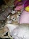 Chihuahua Puppies for sale in Milaca, MN 56353, USA. price: NA