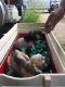 Chihuahua Puppies for sale in Byron, IL 61010, USA. price: NA