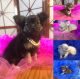 Chihuahua Puppies for sale in Avon Park, FL 33825, USA. price: $1,200