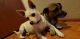 Chihuahua Puppies for sale in Federal Way, WA, USA. price: NA