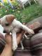 Chihuahua Puppies for sale in Allentown, PA, USA. price: NA