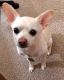 Chihuahua Puppies for sale in Clinton, UT 84015, USA. price: NA