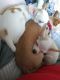 Chihuahua Puppies for sale in Somerville, MA, USA. price: NA