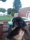 Chihuahua Puppies for sale in McAdoo, PA 18237, USA. price: NA