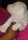 Chihuahua Puppies for sale in 4040 Boulder Hwy, Las Vegas, NV 89121, USA. price: NA