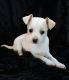 Chihuahua Puppies for sale in Clio, MI 48420, USA. price: $300