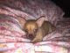 Chihuahua Puppies for sale in Tazewell County, VA, USA. price: $1,200