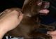 Chihuahua Puppies for sale in Coconut Creek, FL, USA. price: NA