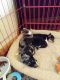 Chihuahua Puppies for sale in Wytheville, VA 24382, USA. price: NA