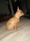Chihuahua Puppies for sale in Austin, TX, USA. price: $50