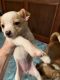 Chihuahua Puppies for sale in Durham, NC, USA. price: NA