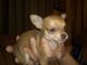Chihuahua Puppies for sale in Freeland, PA 18224, USA. price: NA