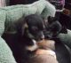 Chihuahua Puppies for sale in Chester, VA, USA. price: NA
