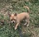 Chihuahua Puppies for sale in Boston, MA, USA. price: NA