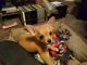 Chihuahua Puppies for sale in 2495 Brown Rd NE, Salem, OR 97305, USA. price: NA