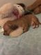 Chihuahua Puppies for sale in Newark, NJ, USA. price: NA