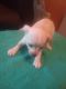 Chihuahua Puppies for sale in Kaufman County, TX, USA. price: NA