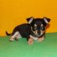 Chihuahua Puppies for sale in Palmdale, CA 93550, USA. price: NA