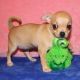 Chihuahua Puppies for sale in Palmdale, CA 93550, USA. price: NA