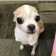 Chihuahua Puppies for sale in Marilyn Dr, Baton Rouge, LA 70815, USA. price: $250